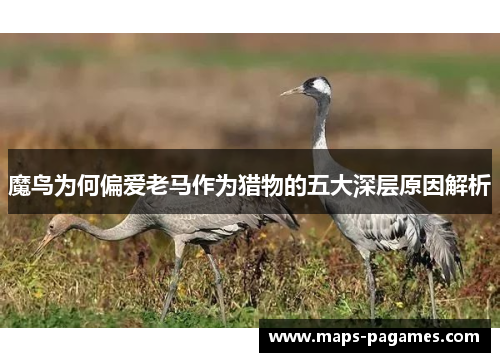 魔鸟为何偏爱老马作为猎物的五大深层原因解析 魔鸟为何偏爱老马作为猎物的五大深层原因解析